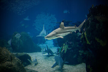 Aquarium blacktip passing by