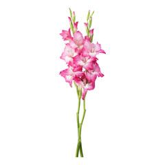 Pink gladiolus flower stems isolated on transparent background
