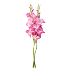 Fotobehang Bloemen Pink gladiolus flower stems isolated on transparent background  © floralpro