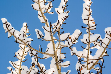 Snow covered branches of aspen tree