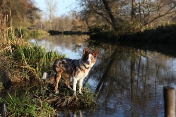 Naklejka na ściany i meble A tri colour red merle border collie seven month old puppy, stood on a riverbank.