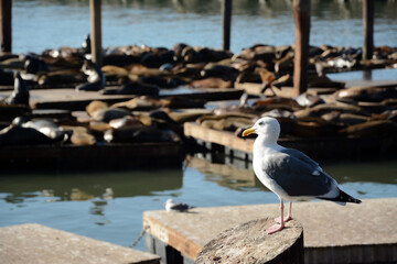 Gull looking over sea lions, Fisherman's Warf, San Francisco