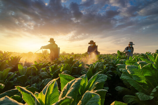 Agriculture and  tobacco production industry, Teamwork of Farmers fertilizing or spraying pesticides on growing tobacco fields. Tobacco Plant Growth Care.