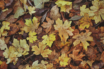 Hojas caídas, en otoño