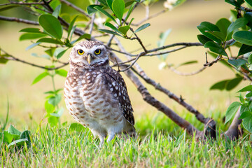 Burrowing owl bird standing on ground, Florianópolis, Brazil