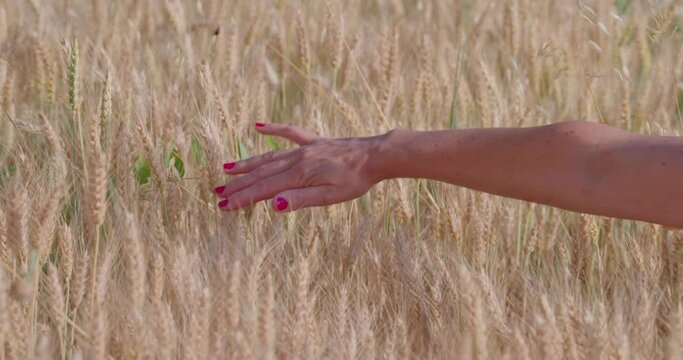 ESTATE BELLA DONNA NEL CAMPO DI GRANO ABITO NERO ESTIVO VIDEO DA 8.3K RAW