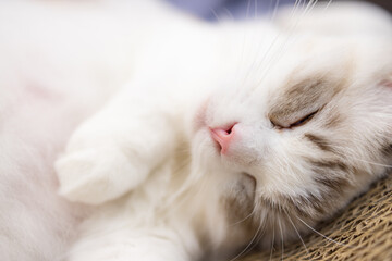 Cute little kitten fall asleep