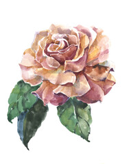 Floral illustration . Watercolor flowers rose on white background.