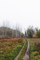 path in the forest with dry grass