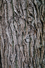 maple bark macro photo