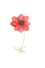 Watercolor delicate and opaque flowers, Japanese anemone, red and pink flowers isolated on a white background