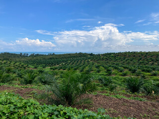 Fototapeta na wymiar General view of palm oil estate with the blue sky during sunny day