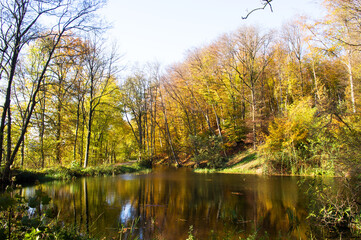 Fototapeta na wymiar Forest with a lake in the foregroud in autumn with trees with leaves in yellow, golden, brown and green colors