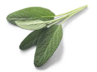 Sage leaves Salvia officinalis isolated png top view