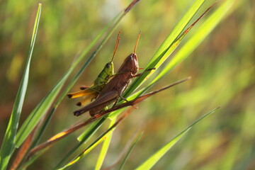 grasshoppers on the grass