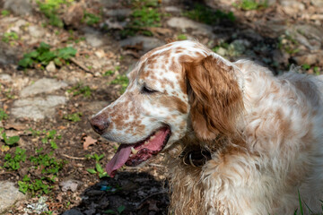 A head shot of an English setter.