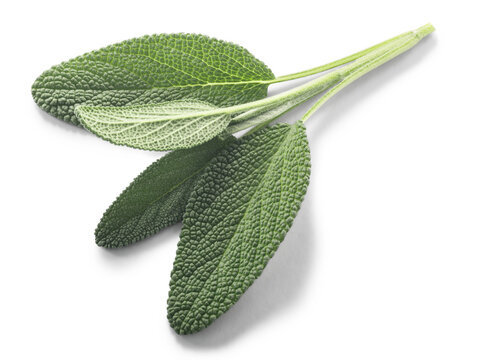 Sage leaves Salvia officinalis isolated png top view