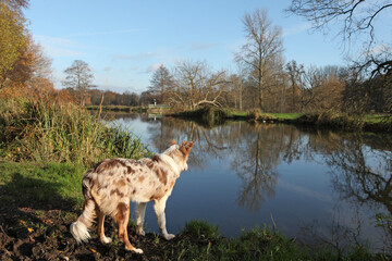 A tri colour red merle border collie seven month old puppy, stood on a riverbank.