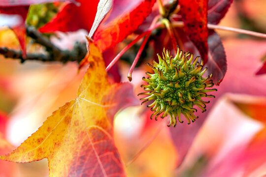Amerikanischer Amberbaum mit Fr&uuml;chten im Herbst