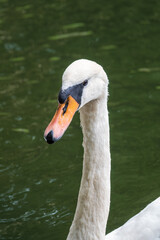 Portrait of a graceful white swan with long neck on dark water background.