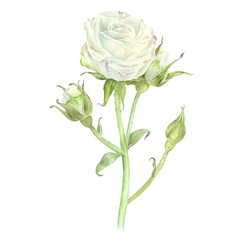 White bush roses. Inflorescence with closed buds. Watercolor illustration. Isolated on a white background. For design of stickers, prints, garden supplies, dishes, aprons, greeting cards, stationery