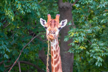 Close-up giraffe head on green leaves background