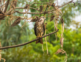 View of a hawk in the Amazon rainforest - Careiro, Amazonas, Brazil