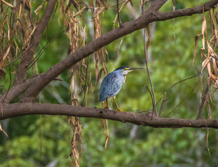 View of a bird in the Amazon rainforest - Careiro, Amazonas, Brazil