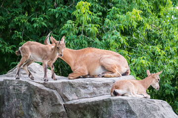 Markhor goatlings jump on the rocks. Markhor, Capra falconeri