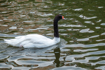 The black-necked swan, Cygnus melancoryphus, is a swan that is the largest waterfowl native to South America. The body plumage is white with a black neck and head and greyish bill