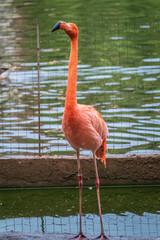 The American flamingo Phoenicopterus ruber standing in water on lake shore