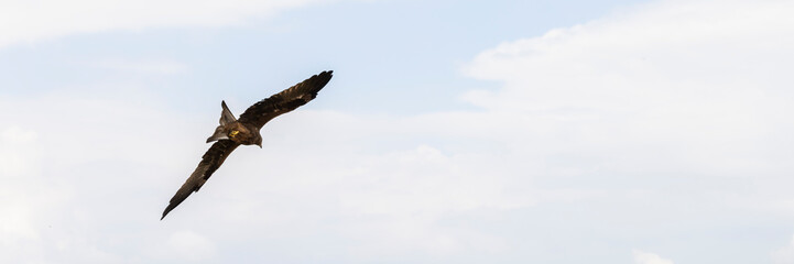 Black Kite flying over the sky of New Delhi