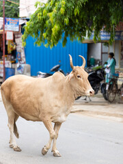 Cow walking by the street in India