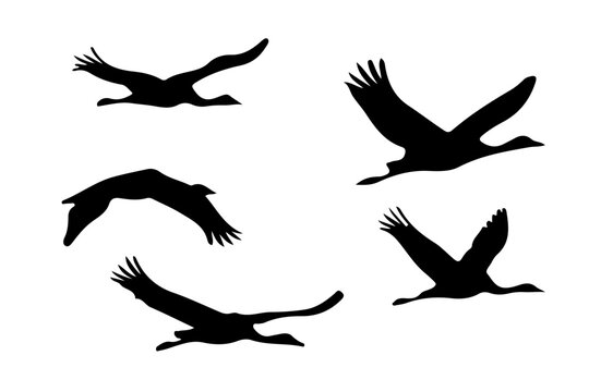 set of silhouettes of birds vector illustration