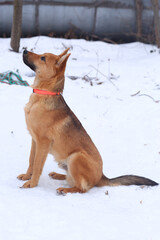fawn dog full length photo on snowy white background