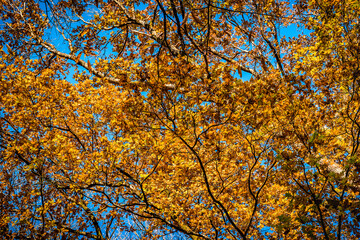 Feuillages dorés d'automne