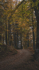 Dark forest in autum with brown, orange and yellow tones