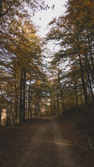 Obraz premium Dark forest in autum with brown, orange and yellow tones