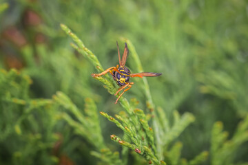 Makro detail Nahaufnahme einer Wespe sitzt auf einem Blatt einer Thuja Pflanze  im Sonnenlicht, Deutschland