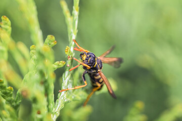 Makro detail Nahaufnahme einer Wespe sitzt auf einem Blatt einer Thuja Pflanze  im Sonnenlicht, Deutschland