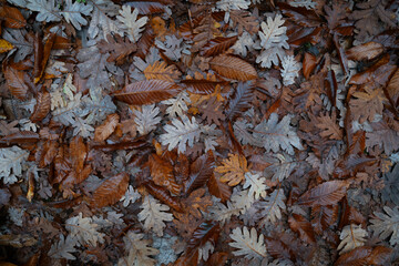 Montón de hojas de roble y castaño en el suelo mojado de otoño