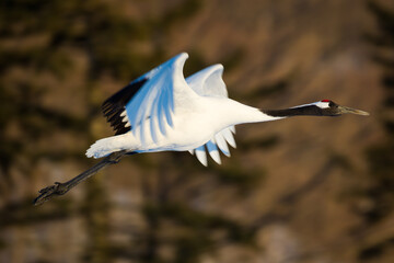 Japanese red head Tancho cranes in Hokkaido, Japan