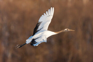Japanese red head Tancho cranes in Hokkaido, Japan