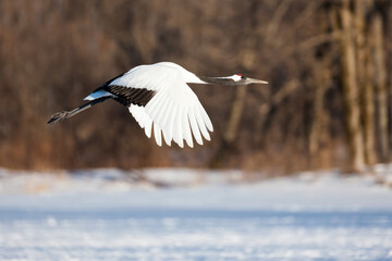 Obraz premium Japanese red head Tancho cranes in Hokkaido, Japan