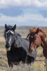 Fototapeta na wymiar Wild Horses in Autumn in the Wyoming Desert