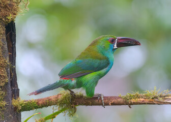 Crimson-rumped Toucanet, Aulacorhynchus haematopygus
