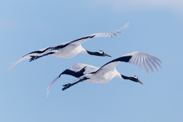 Japanese red head Tancho cranes in Hokkaido, Japan