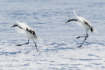 Japanese red head Tancho cranes in Hokkaido, Japan