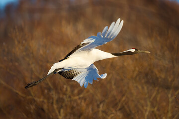 Japanese red head Tancho cranes in Hokkaido, Japan