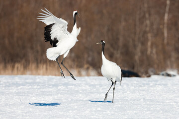 Obraz premium Japanese red head Tancho cranes in Hokkaido, Japan